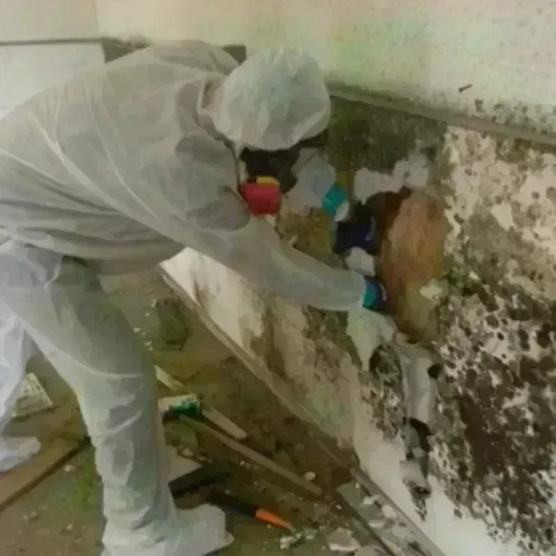 Mold Remediation and Removal in Newport, NH